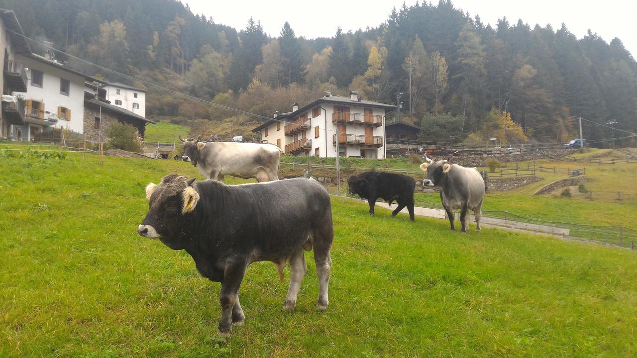 Il Cardo Trentino Lägenhet Bedollo Exteriör bild